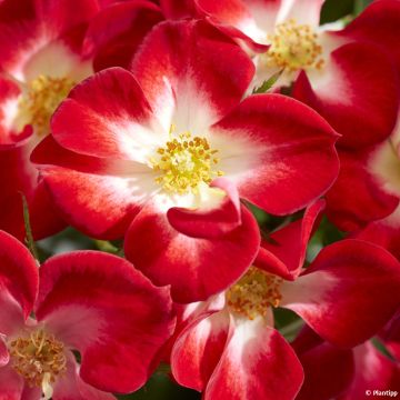 Rosa Everglow Ruby - Trosroos