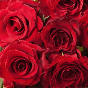 Rosa Romantic Date (Bio) - Trosroos