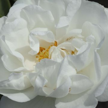 Rosa Alba Suaveolens - Historische roos