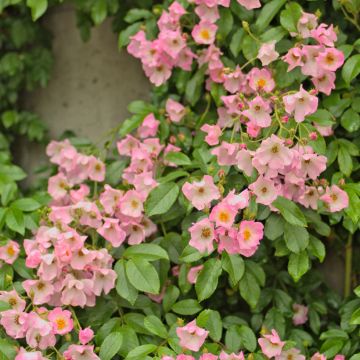 Rosa Ballerina - Muskusroos