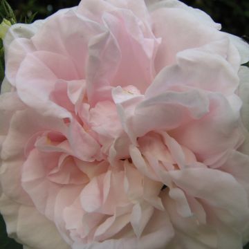 Rosa Great Maiden's Blush - Historische roos