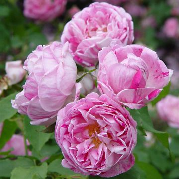 Rosa Honorine de Brabant - Historische roos