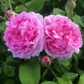 Rosa Mme Boll - Historische roos