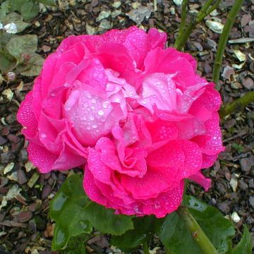 Rosa Paul Neyron - Historische roos