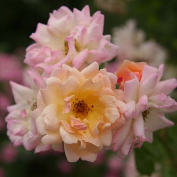 Rosa Phyllis Bide - Historische roos