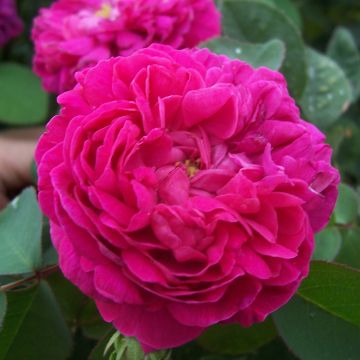 Rosa Rose de Rescht - Historische roos