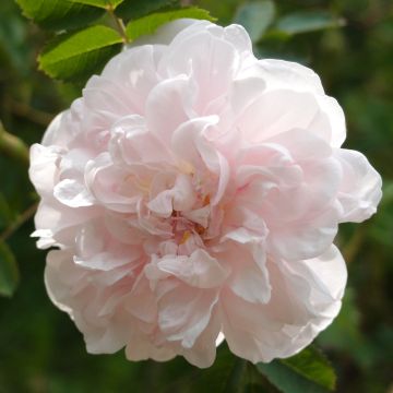 Rosa Stanwell Perpetual - Historische roos