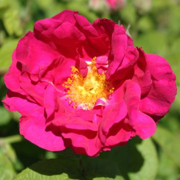 Rosa gallica Officinalis - Historische roos
