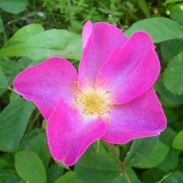 Rosa gallica - Historische roos
