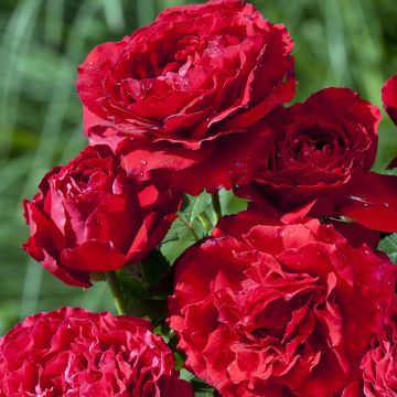 Rosa Carris - Engelse roos