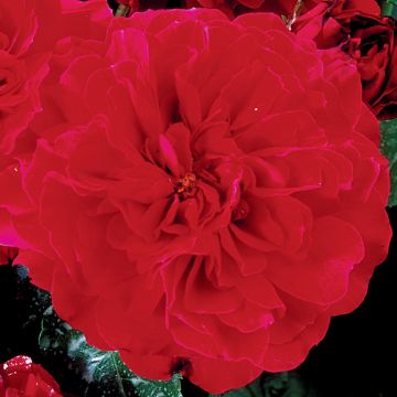 Rosa Hamlet - Engelse roos