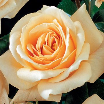 Rosa Amber Abundance - Engelse roos