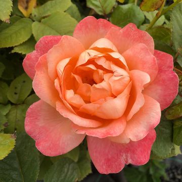 Rosa King Arthur - Engelse roos