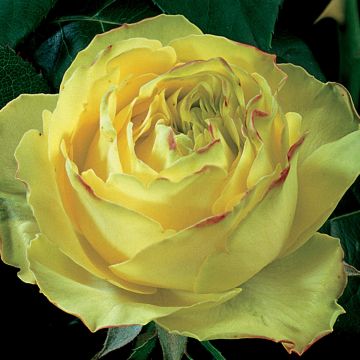 Rosa Sherwood Hareglobe - Engelse roos