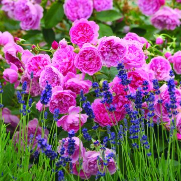 Rosa Harlow Carr - David Austinroos