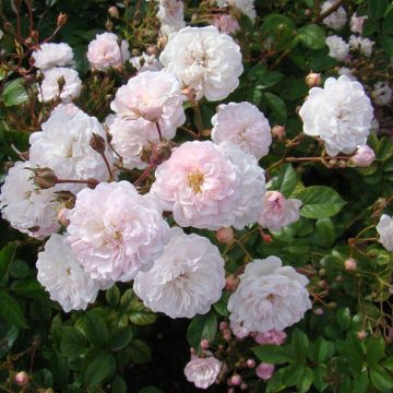 Rosa moschata Annelies - Muskusroos