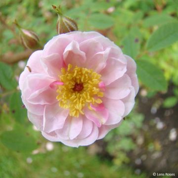 Rosa Belgian Lace - Polyantharoos