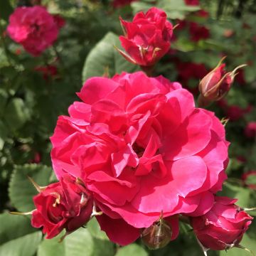 Rosa Cerise Bouquet - Polyantharoos