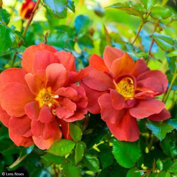 Rosa Havanna - Trosroos