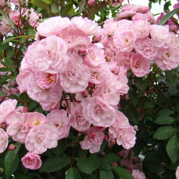 Rosa Heavenly Pink - Muskusroos
