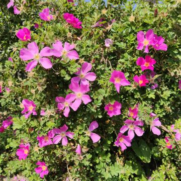 Rosa Pink Mystery - Polyantharoos