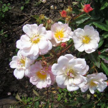 Rosa Queen of the Musks - Muskusroos