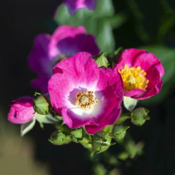 Rosa Rosy Boom Mini - Polyantharoos