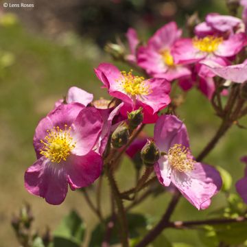 Rosa Rosy Purple - Muskusroos