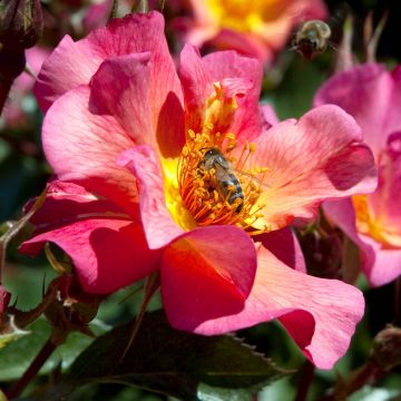 Rosa Pretty Sunrise - Polyantharoos