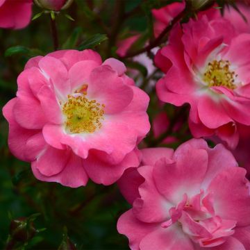 Rosa californica - Californische wilde roos