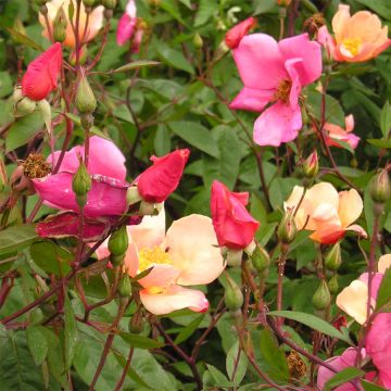 Rosa Mutabilis - Chinese roos