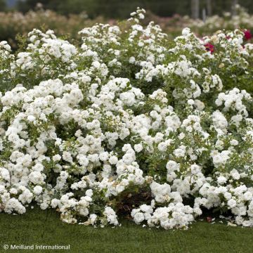 Rosa Icy Drift - Bodembedekkende roos