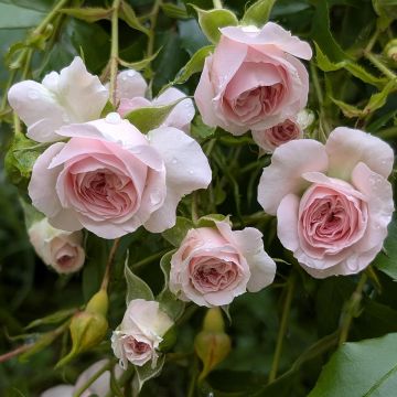 Rosa Larissa - Bodembedekkende roos