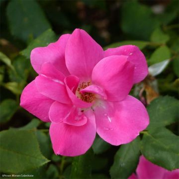 Rosa Pink Knock Out - Bodembedekkende roos