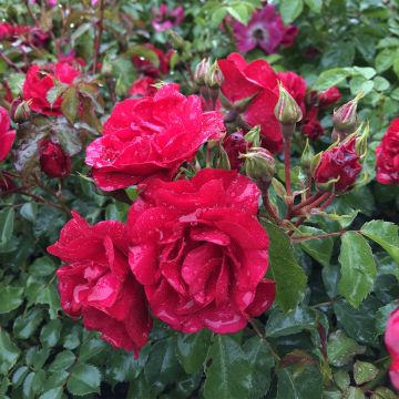 Rosa Rotilia - Bodembedekkende roos