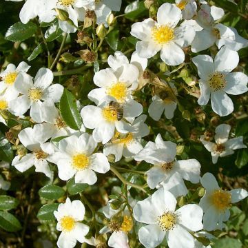 Rosa Snow Star - Bodembedekkende roos
