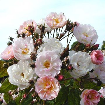 Rosa Dentelle de Malines - Klimroos