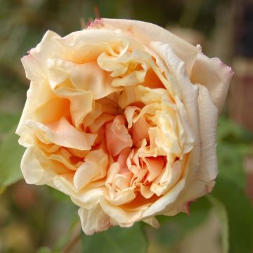 Rosa Gloire de Dijon - Grootbloemige Klimroos