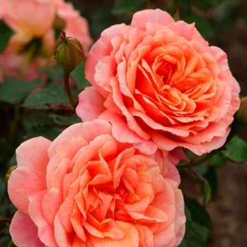 Rosa Peach Melba - Klimroos