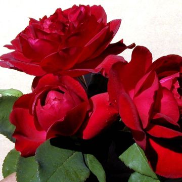 Rosa Sénégal - Grootbloemige Klimroos