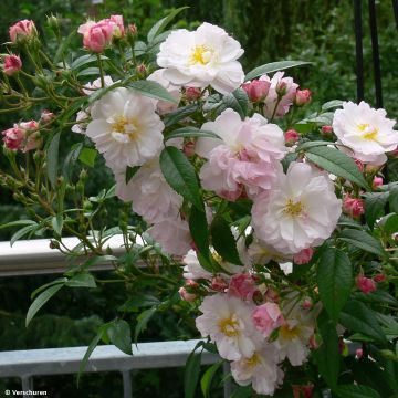 Rosa Sweet Siluetta - Klimroos