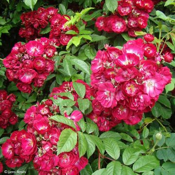 Rosa Wilderode - Klimroos