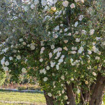 Rosa Looping - Ramblerroos