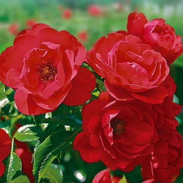 Rosa Flower Carpet Scarlet - Polyantharoos