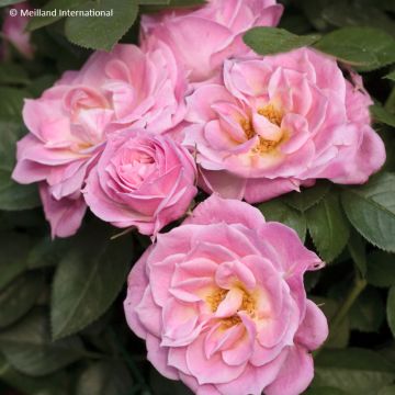 Rosa Belle Symphonie - Miniatuurroos