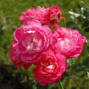 Rosa Charmant - Patioroos
