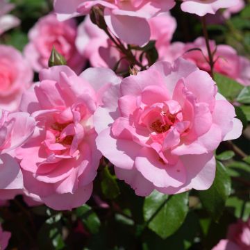 Rosa Bordure Rose - Patioroos