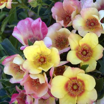 Rosa Farfalle Babylon Eyes - Struikroos