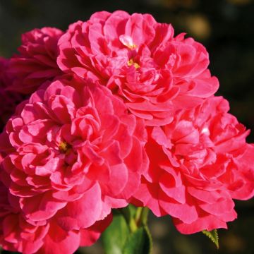 Rosa Roxy - Patioroos