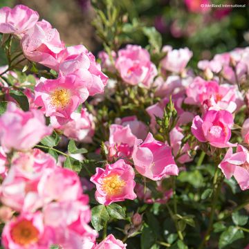 Rosa Friendly Pink - Polyantharoos
